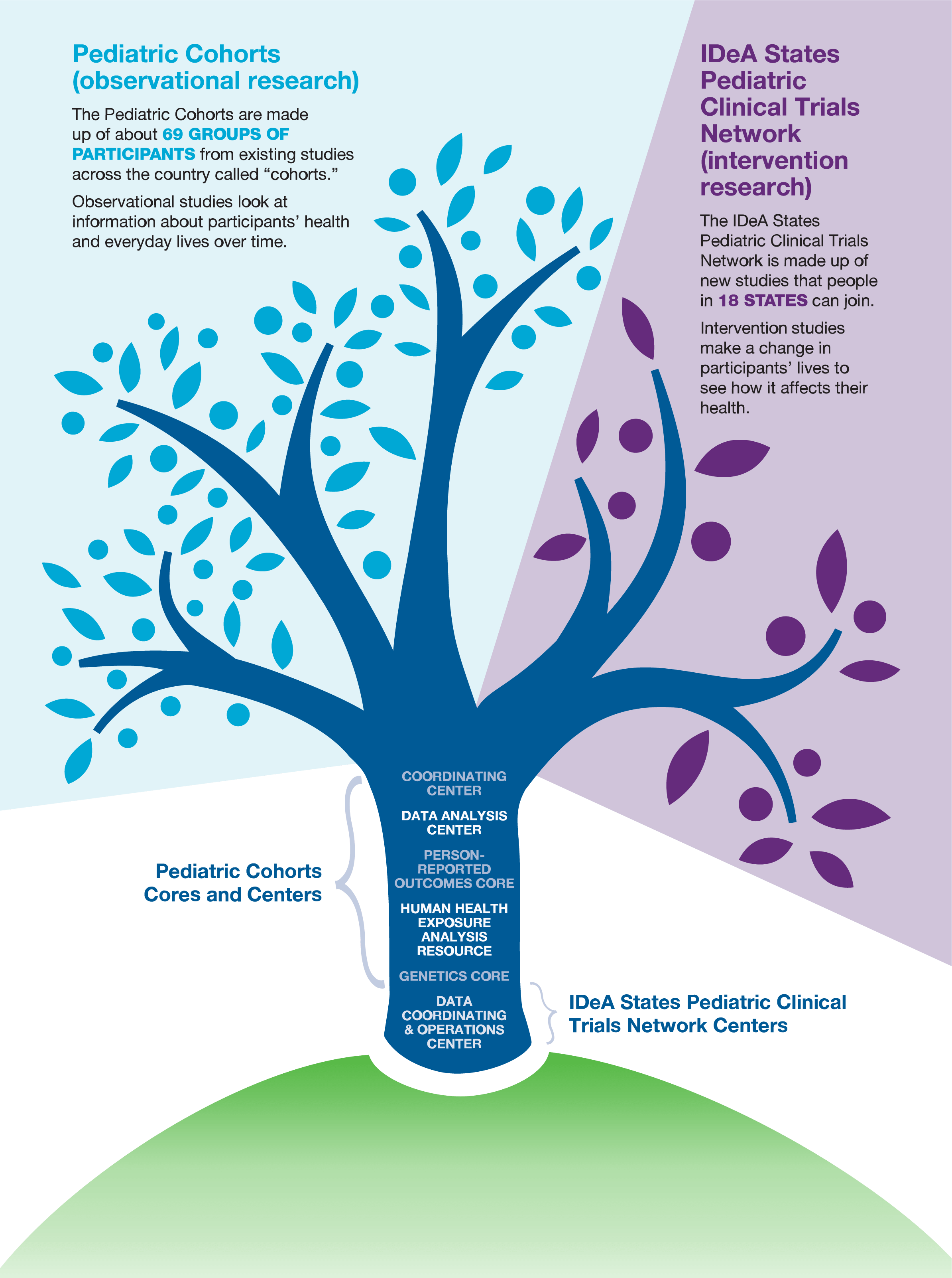 Illustration of a tree with 2 branches of research, defining observational research for Pediatric Cohorts and intervention research for IDeA States Pediatric Trials Network Intervention